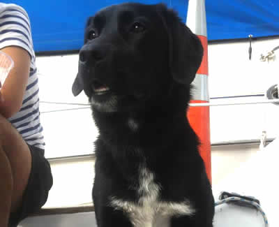 Labrador Cross dog transport from NZ to London Heathrow UK
